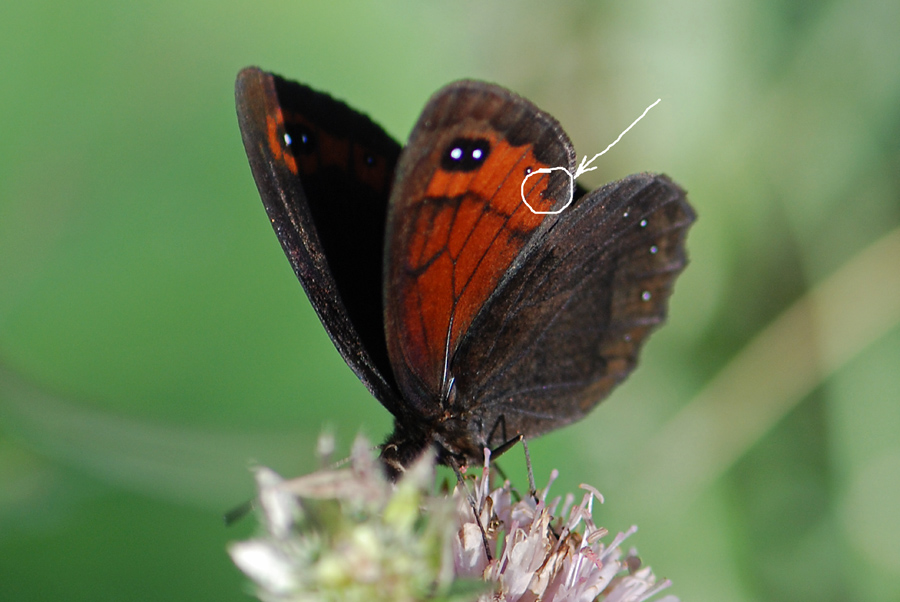 Erebia da ID. - Erebia styx